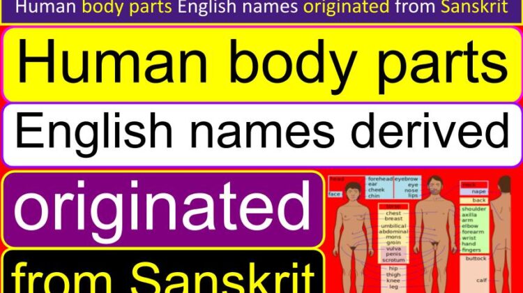 Human body parts English names derived from Sanskrit (originated)
