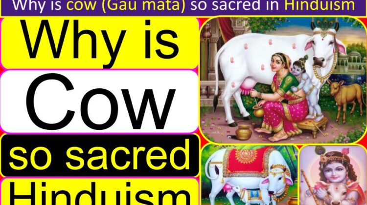 Why is cow (Gau mata) so sacred in Hinduism (full & correct information) | Why Cow has special status than other animals in Hinduism | What is the religious significance of cows