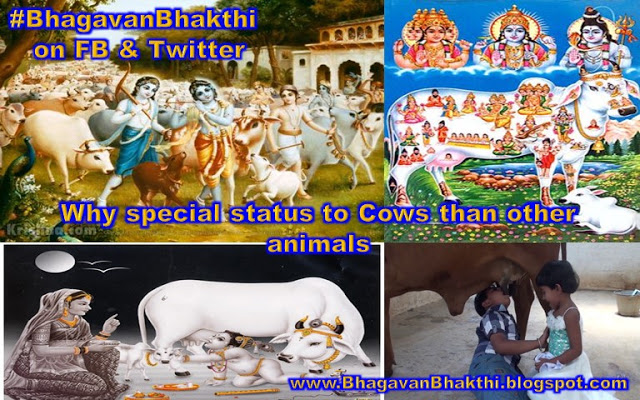 Why Cow has special status than other animals in Hinduism