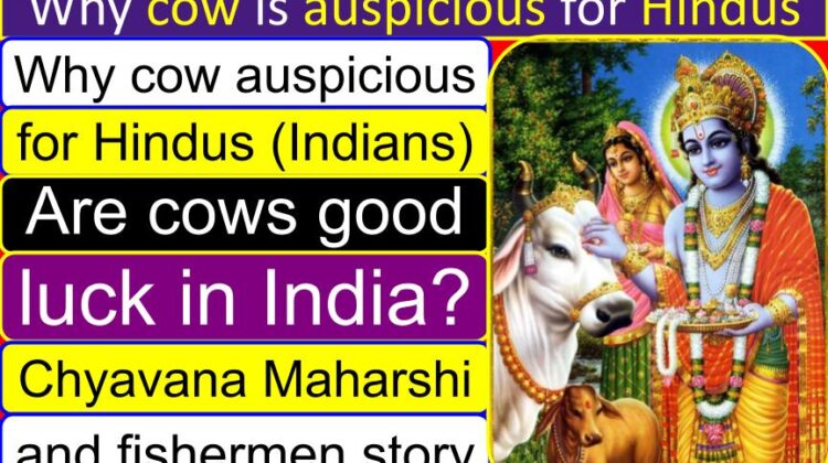 Why cow is auspicious for Hindus (Indians) | Are cows good luck in India? | Chyavana Maharshi and fishermen story