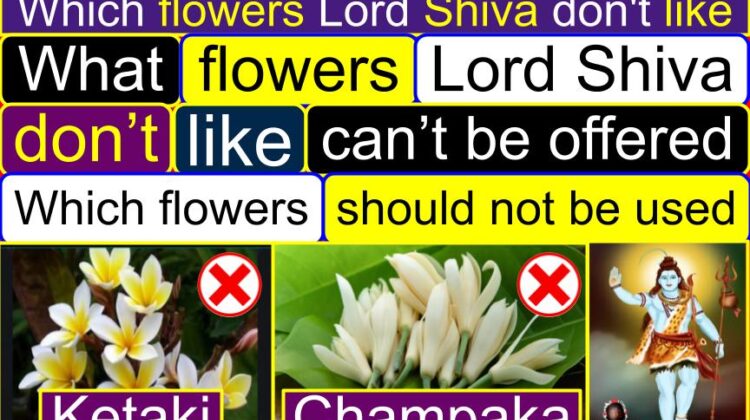 Which flowers Lord Shiva don’t like? | Which flower lied to Lord Shiva? | Which flowers Cannot be offered to God? | Which flowers should not be used for pooja of Lord Shiva?