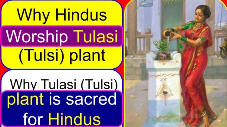 Why Hindus worship Tulasi (Tulsi, basil) plant (tree) | Why Tulasi (Tulsi) plant is sacred for Hindus (Hinduism)? | Tulsi goddess story | Significance of Tulsi plant in Hinduism | Why do we worship Tulsi plant scientific reason | Benefits of worshipping Tulsi plant | Significance of Tulsi plant at home | How to worship Tulsi plant at home